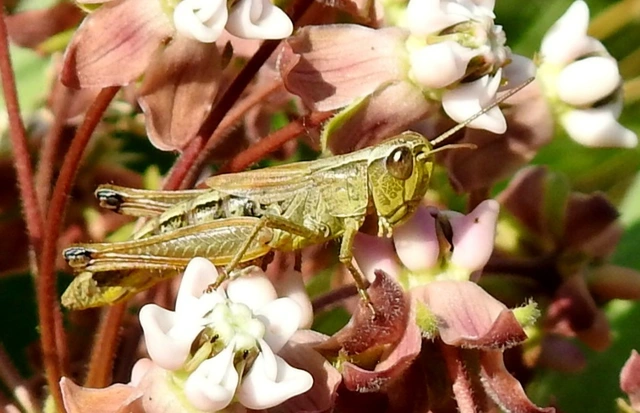 Pseudochorthippus parallelus - közönséges rétisáska