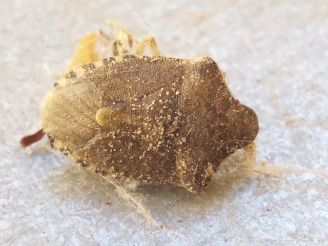 Peribalus strictus - tavaszi címerespoloska Peribalus strictus - tavaszi címerespoloska