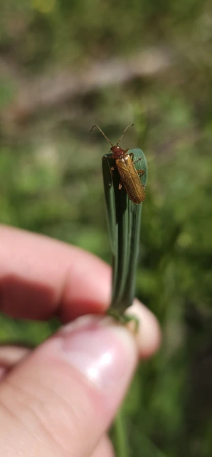 Podistra rufotestacea