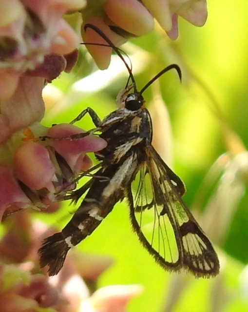 Sesiidae - szitkárfélék