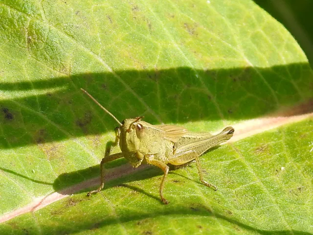 Pseudochorthippus parallelus - közönséges rétisáska