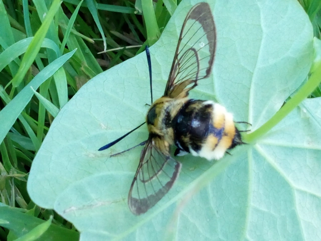 Hemaris tityus - pöszörszender Hemaris tityus - pöszörszender
