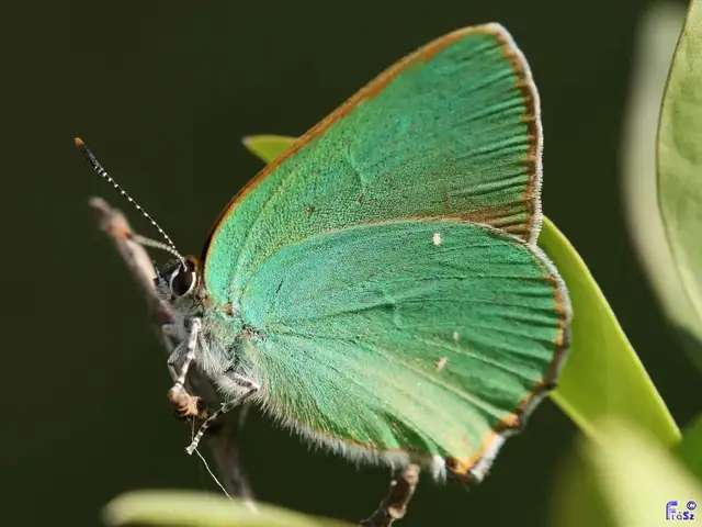 Callophrys rubi - zöldfonákú lepke