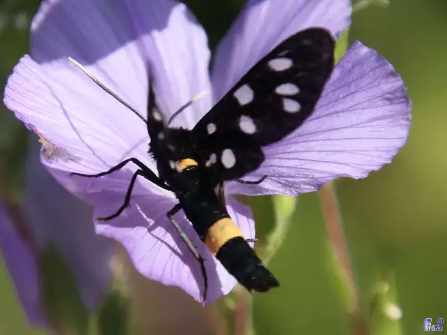 Amata phegea - fehérpettyes álcsüngőlepke