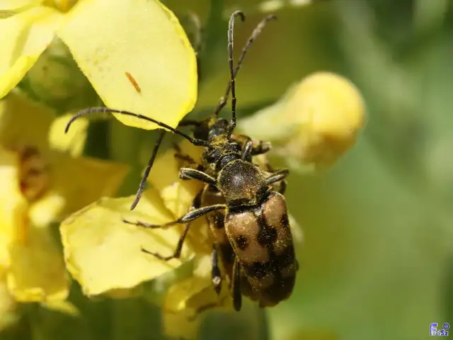 Pachytodes cerambyciformis - változékony virágcincér
