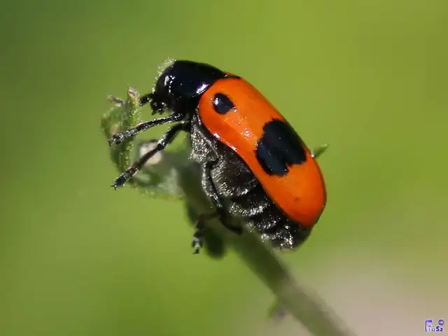 Clytra laeviuscula - fűzfa-zsákhordóbogár