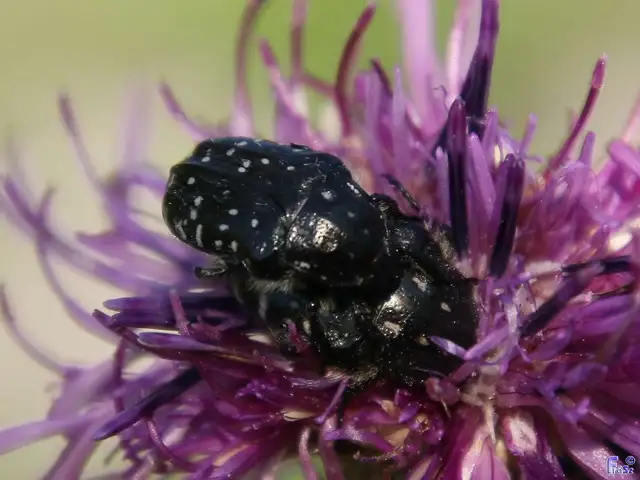 Oxythyrea funesta - sokpettyes virágbogár