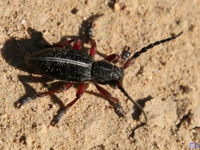 Dorcadion pedestre - kétsávos gyalogcincér