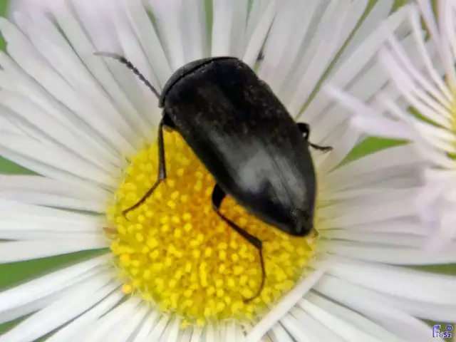 Podonta nigrita - szerecsenbogár