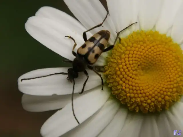 Pachytodes erraticus - rajzos virágcincér