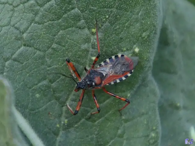 Rhynocoris iracundus - közönséges gyilkospoloska