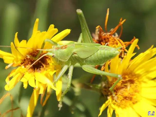 Tettigonia viridissima - zöld lombszöcske