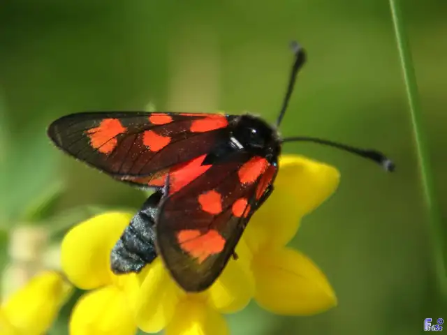 Zygaena loti - közönséges csüngőlepke