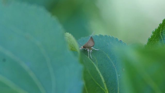Crassa tinctella/unitella