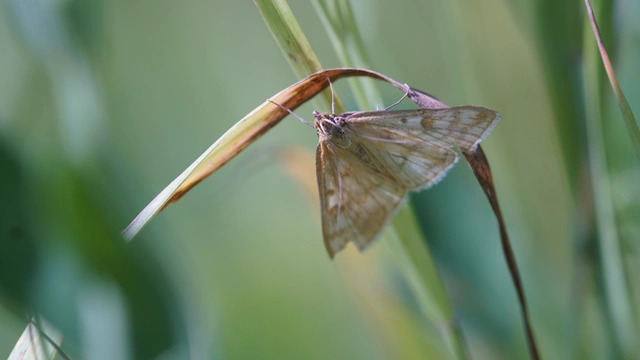 Ostrinia nubilalis - kukoricamoly