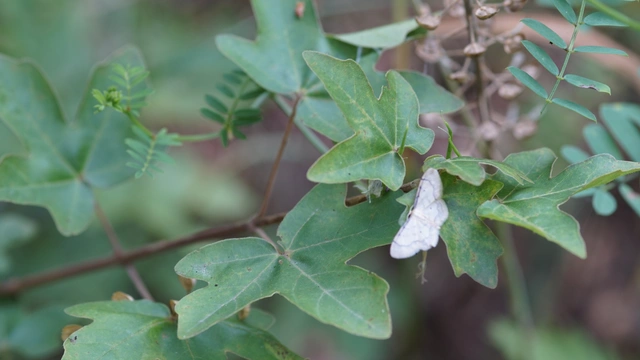 Idaea politaria - vonalas apróaraszoló