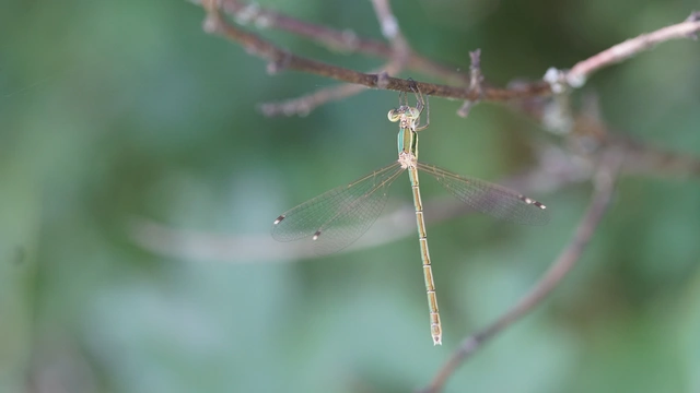 Lestes barbarus - foltosszárnyjegyű rablószitakötő