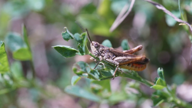 Chorthippus brunneus - közönséges tarlósáska