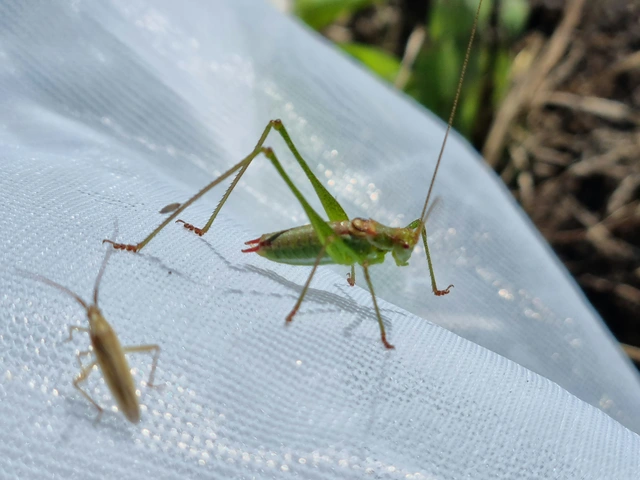 Leptophyes albovittata - közönséges virágszöcske