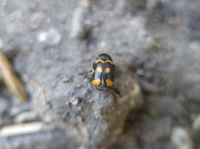 Cryptocephalus anticus - réti zömökbogár