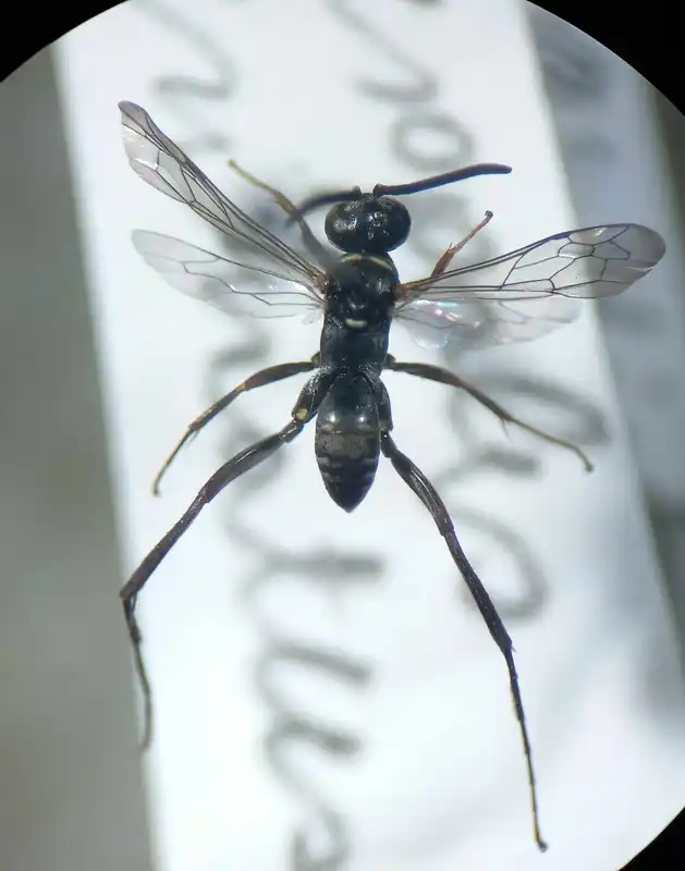Ceropales cribrata