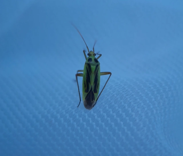 Stenotus binotatus - kétfoltos mezeipoloska