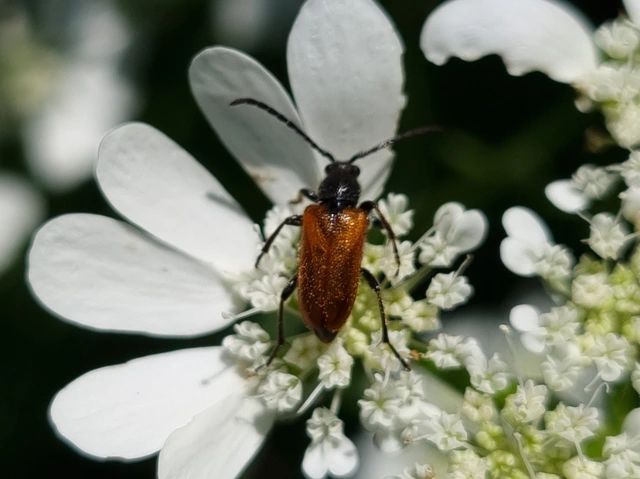 Pseudovadonia livida - barnás virágcincér