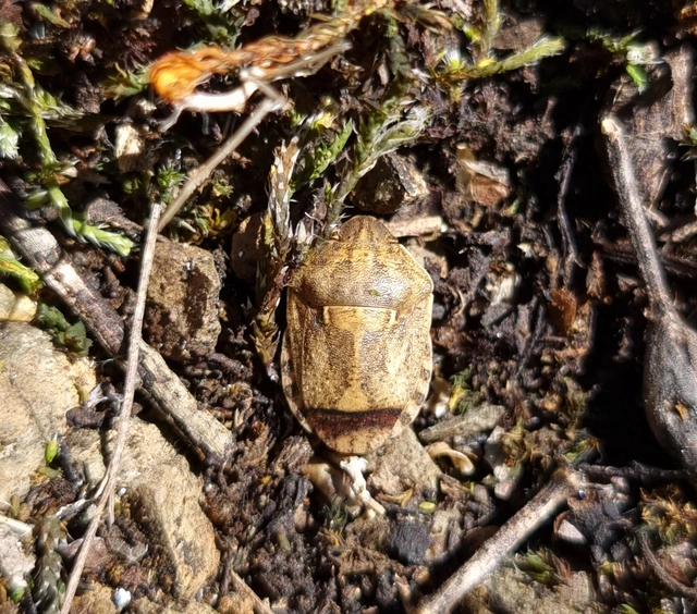 Eurygaster