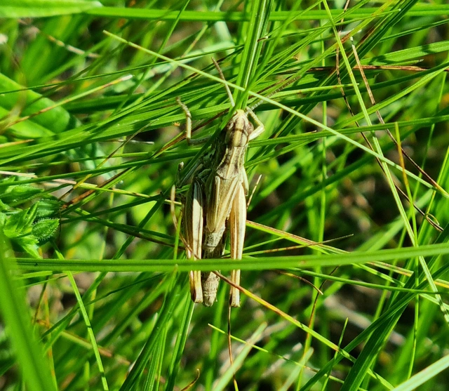 Pseudochorthippus parallelus - közönséges rétisáska