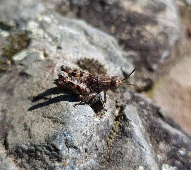 Calliptamus italicus - olaszsáska
