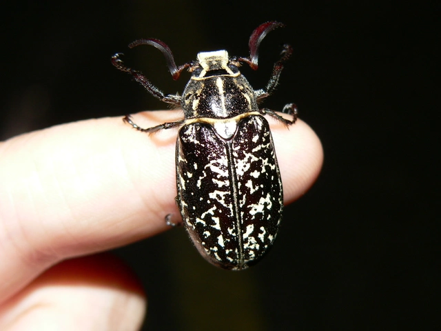 Polyphylla fullo - csapó cserebogár