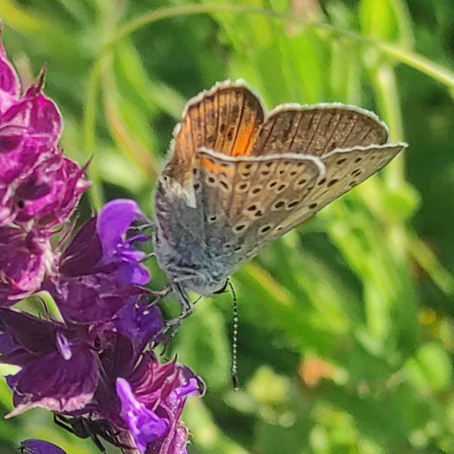 Lycaena alciphron - ibolyás tűzlepke