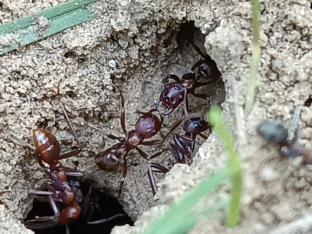 Polyergus rufescens - amazonhangya