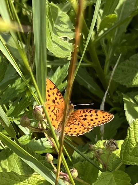 Brenthis daphne - málna-gyöngyházlepke