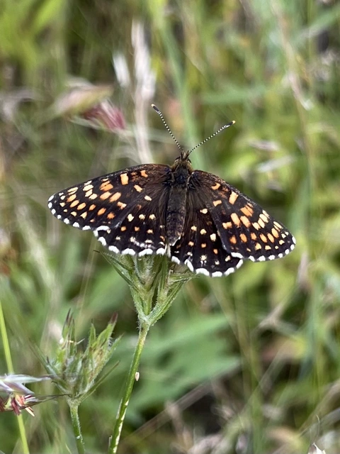 Melitaea diamina - kockás tarkalepke