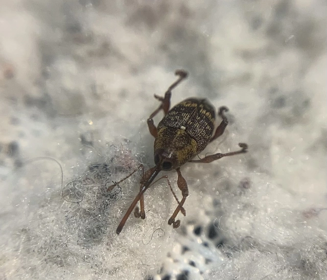 Curculio betulae - vöröses égerzsuzsóka