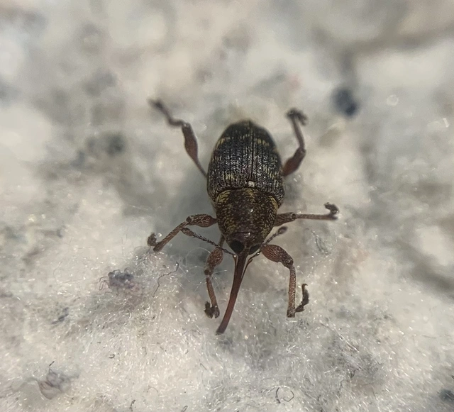 Curculio betulae - vöröses égerzsuzsóka