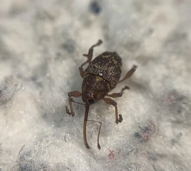 Curculio betulae - vöröses égerzsuzsóka
