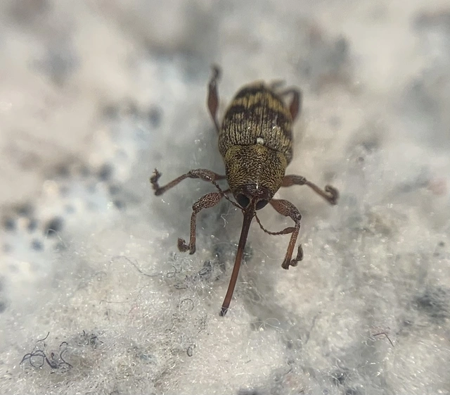 Curculio betulae - vöröses égerzsuzsóka