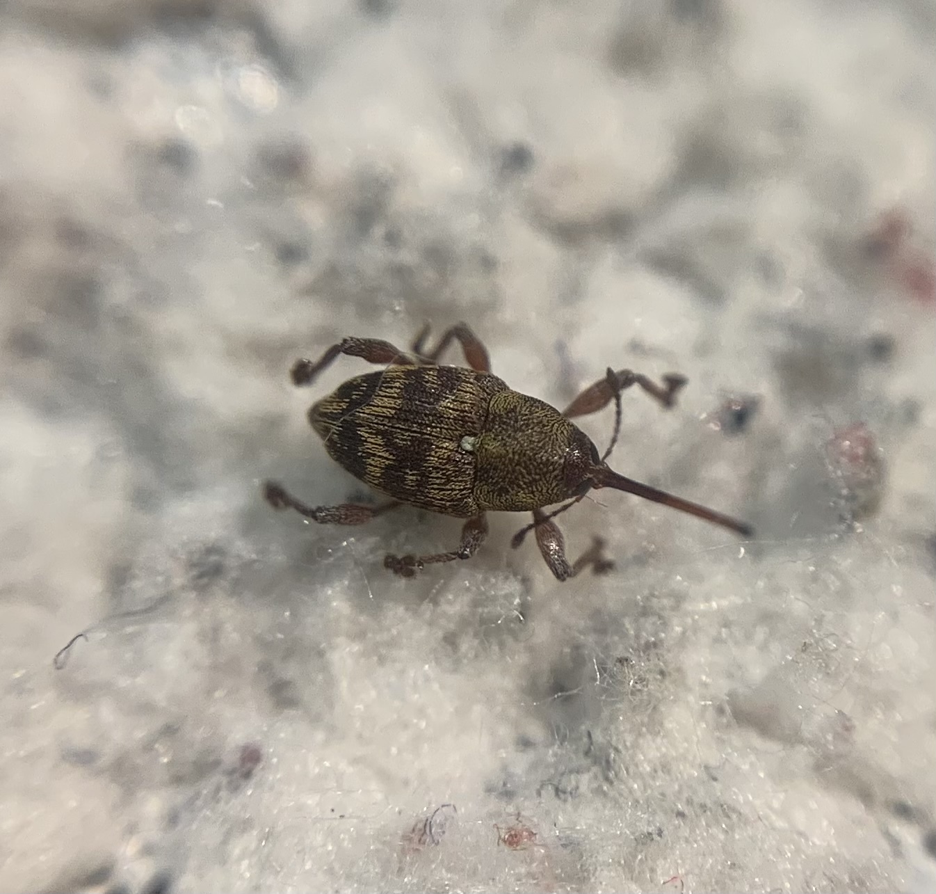 Curculio betulae - vöröses égerzsuzsóka