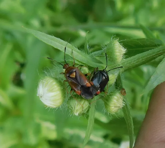 Deraeocoris ruber - vöröses mezeipoloska
