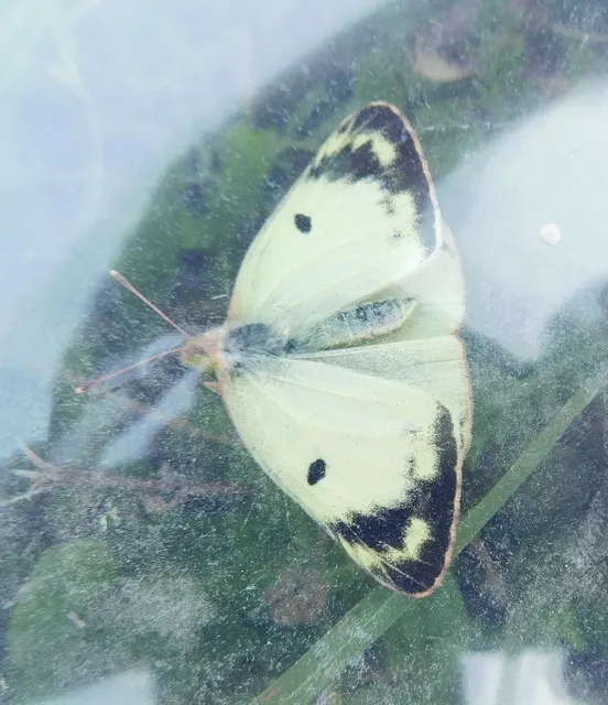 Colias hyale - kéneslepke