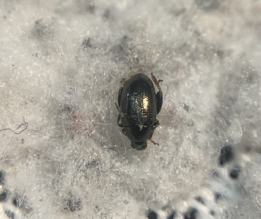 Psylliodes attenuata - kenderbolha