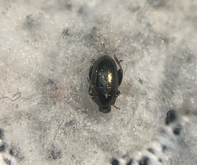 Psylliodes attenuata - kenderbolha
