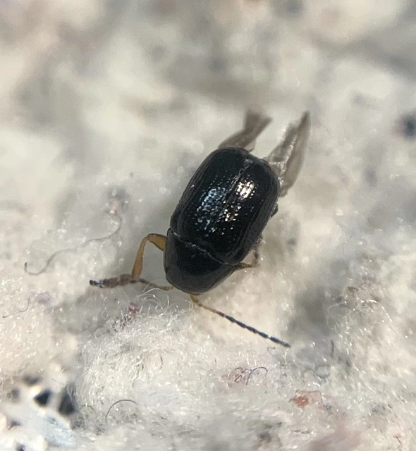 Cryptocephalus ocellatus