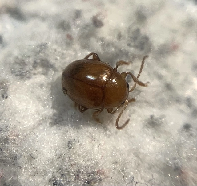 Sphaeroderma testaceum - tojásdad bogáncs-földibolha