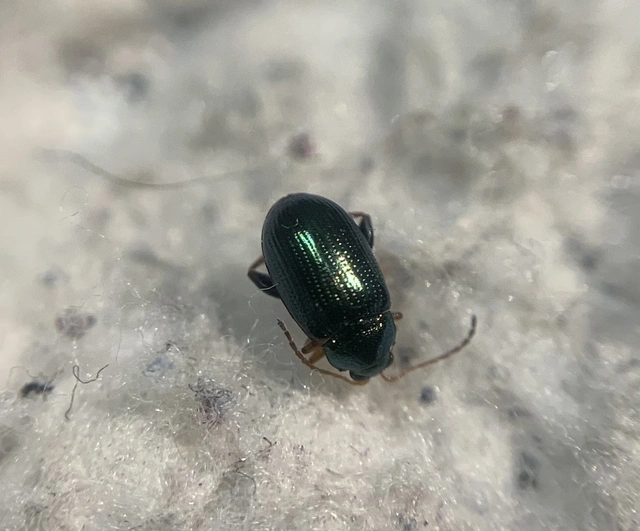 Crepidodera aurea - nagy nyár-földibolha