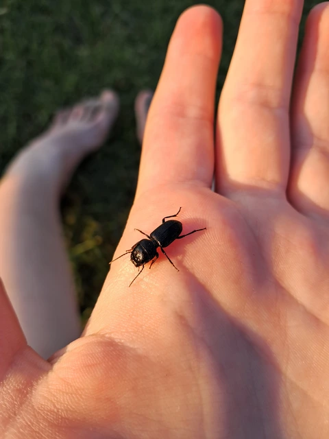 Dixus clypeatus - pajzsosnyakú futó