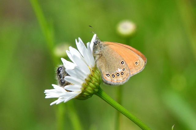 Coenonympha glycerion - közönséges szénalepke