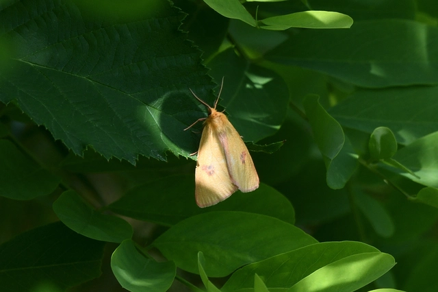 Diacrisia sannio - vörösszélű medvelepke